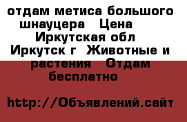 отдам метиса большого шнауцера › Цена ­ 1 - Иркутская обл., Иркутск г. Животные и растения » Отдам бесплатно   